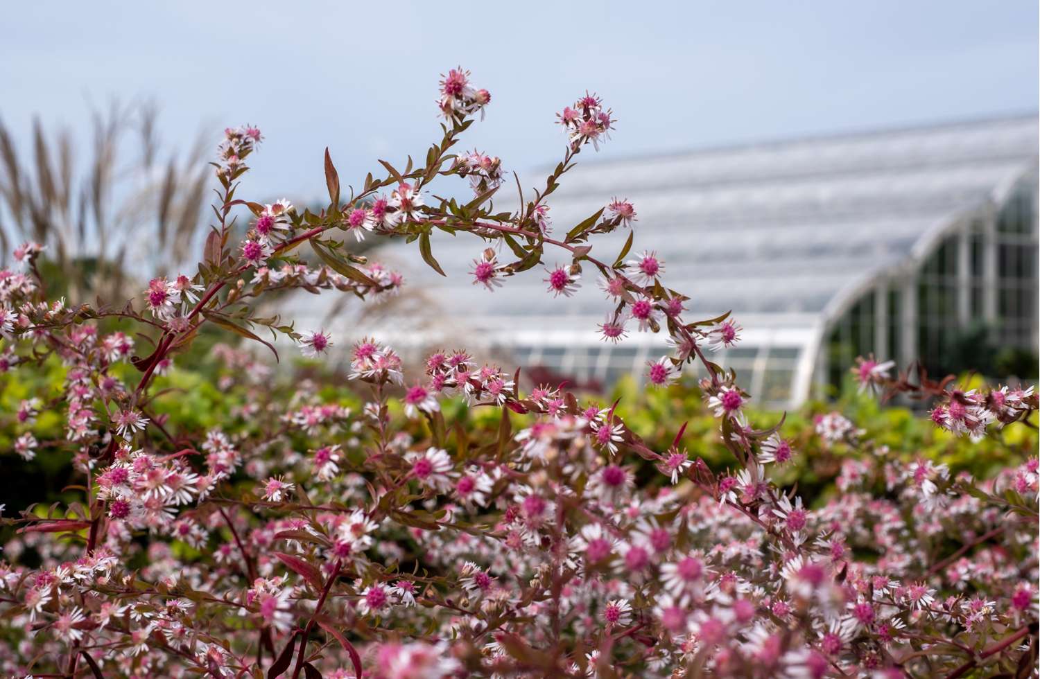 Asteri 'Lady in Black'